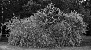 Entangled
